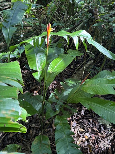 Heliconia osaensis, photograph 1