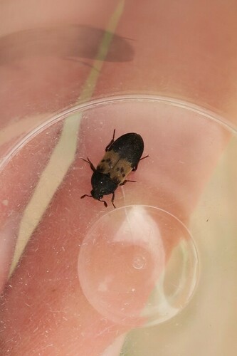 Larder beetle