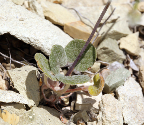 Watson's Buckwheat (Eriogonum watsonii)