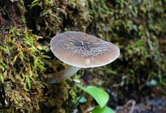 Pluteus thomsonii