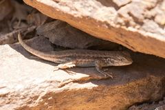 Sceloporus graciosus gracilis