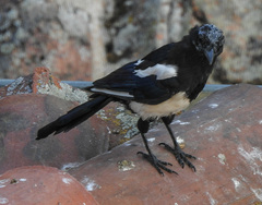 Pica pica