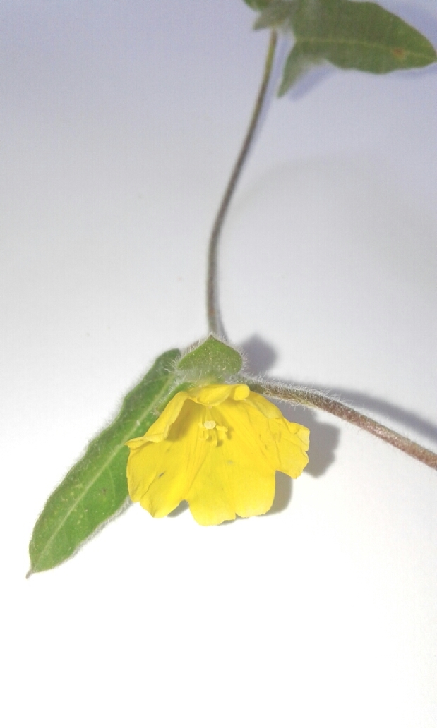 Daustinia montana