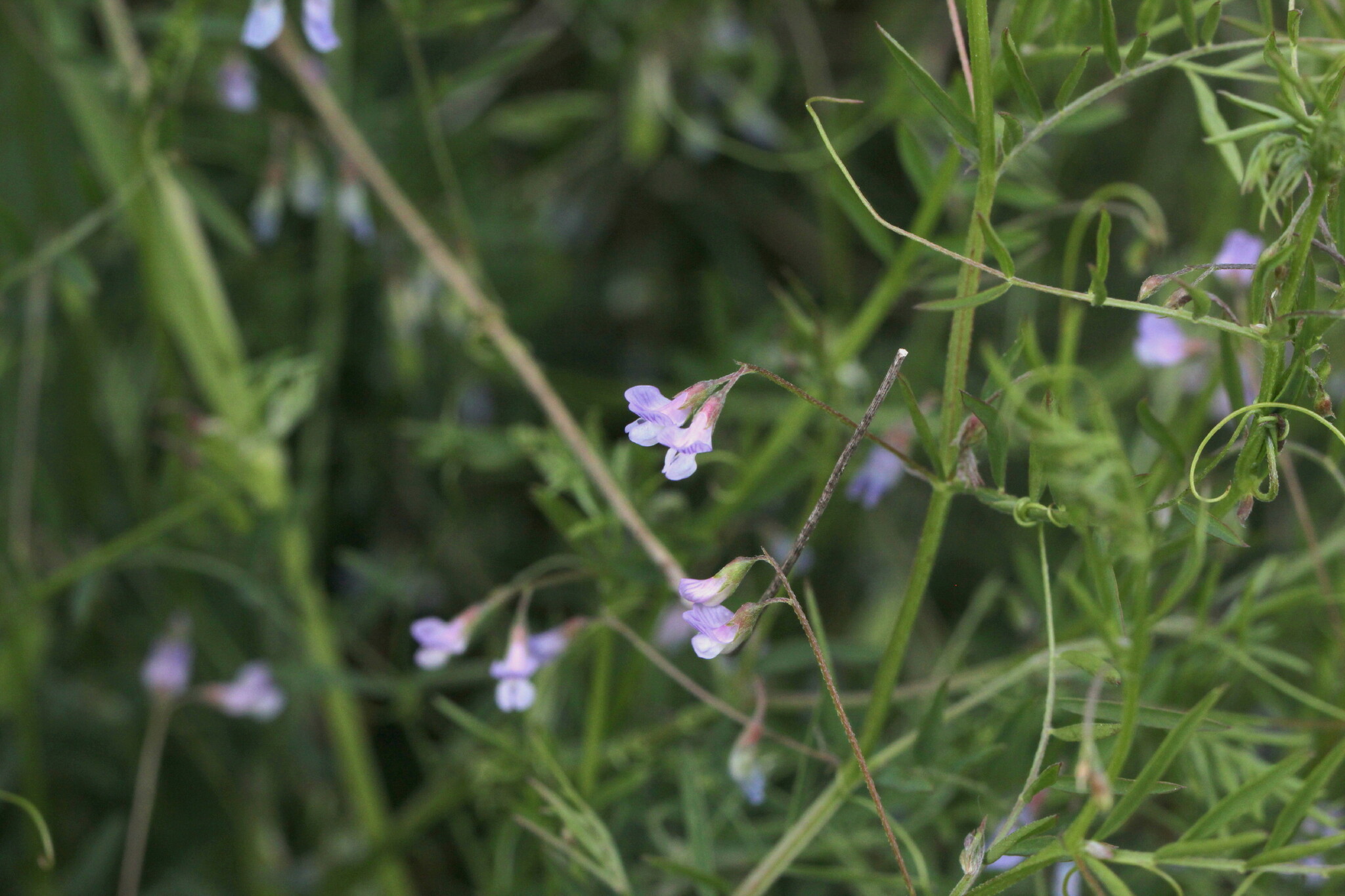 Vicia tetrasperma