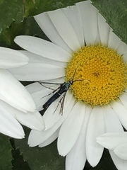 Synanthedon viburni