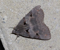 Avatha discolor