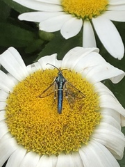 Synanthedon viburni
