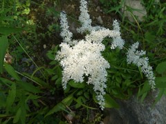 Astilbe
