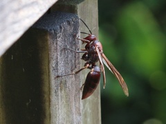 Polistes gigas