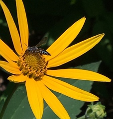 Coelioxys modestus