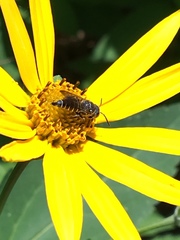 Coelioxys modestus