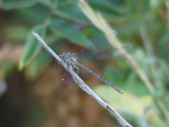 Argia emma
