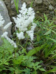 Astilbe
