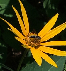 Coelioxys modestus