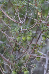 Diospyros ramulosa