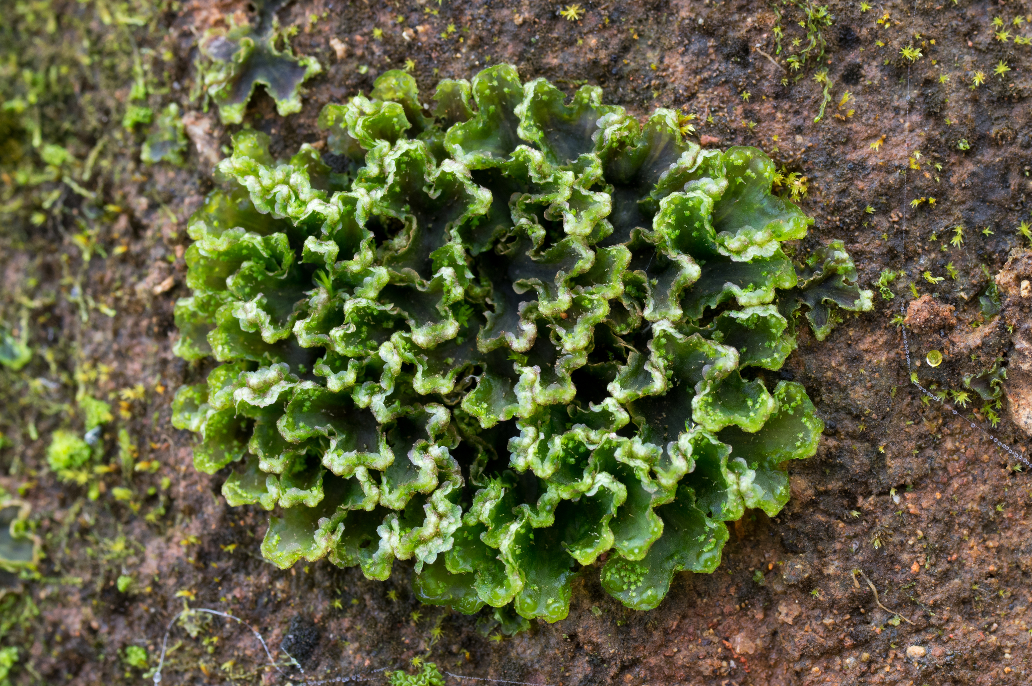 Blasia