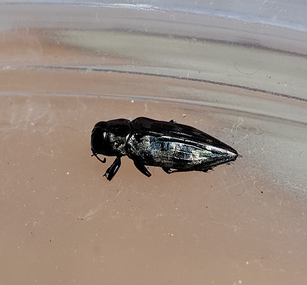Actenodes signatus
