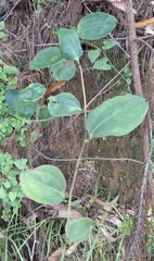 © Vincent Egan, some rights reserved (CC-BY-NC)