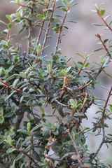 Diospyros ramulosa