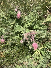 Geum triflorum
