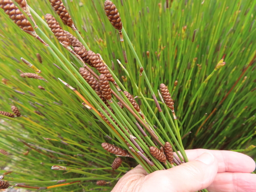 Image of Nevillea obtusissima by (c) linkie, some rights reserved (CC BY)