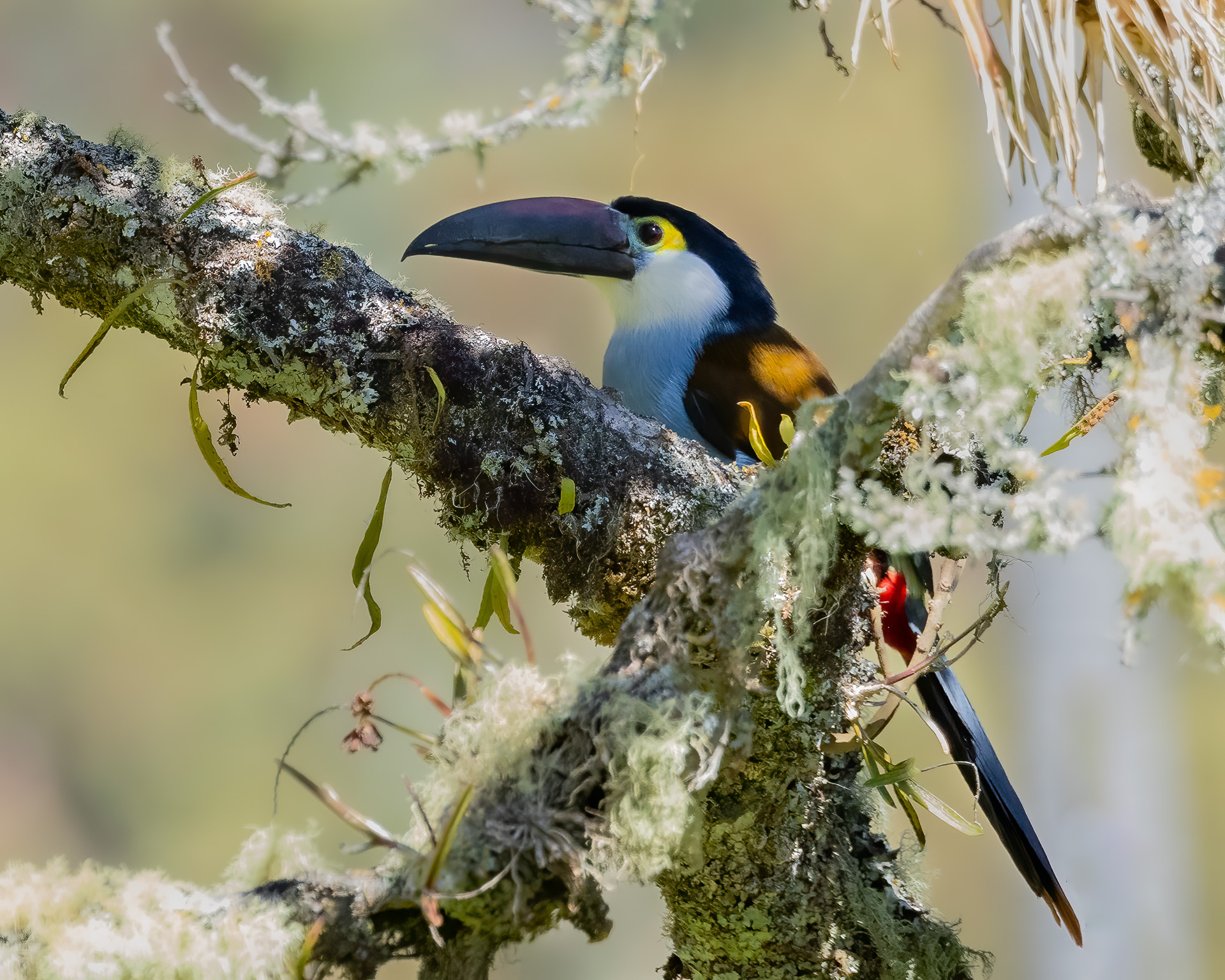 Black-billed Mountain Toucan (Andigena nigrirostris), photo 2