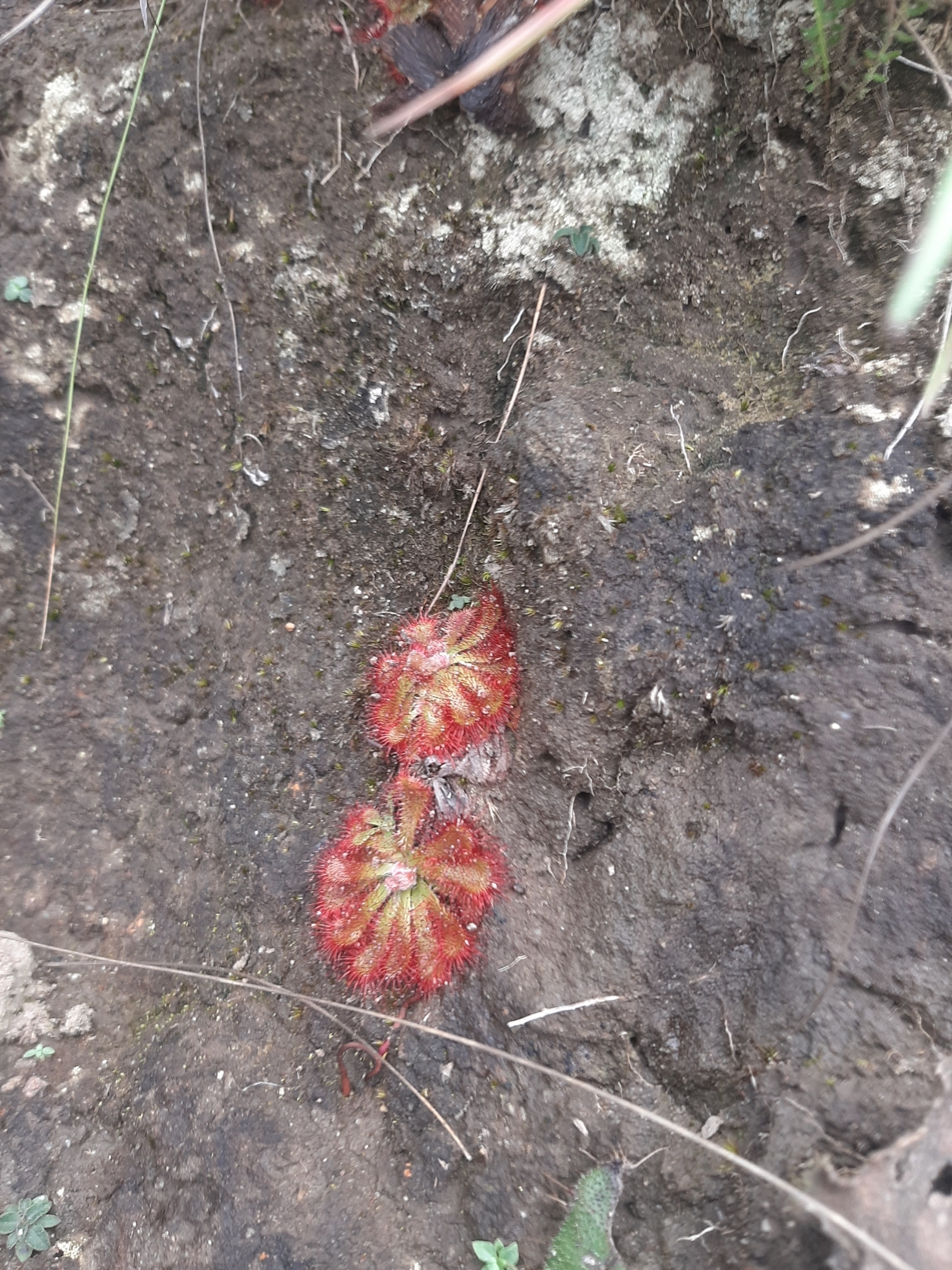 Imagem de Drosera natalensis é conhecida popularmente como "droséra"