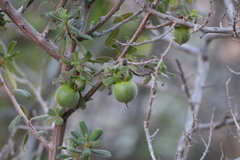 Diospyros ramulosa