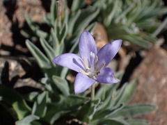 Campanula scabrella