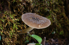 Pluteus thomsonii