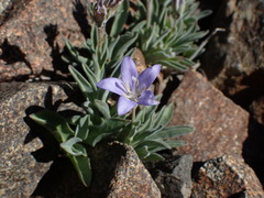 Campanula scabrella