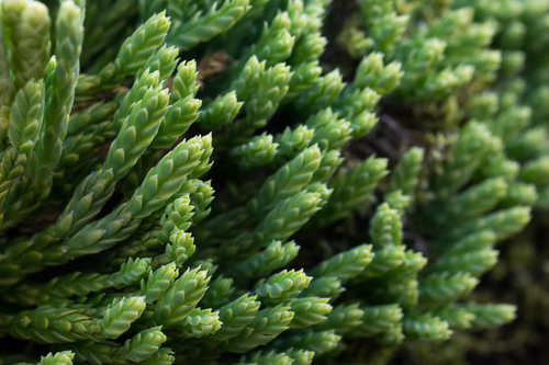 Representative image of Lycopodiopsida