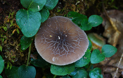 Pluteus thomsonii