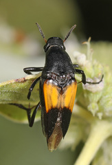 Macrosiagon dimidiata