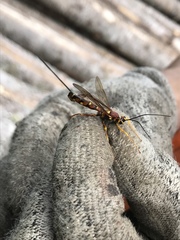 Megarhyssa nortoni