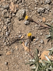 Raillardella argentea