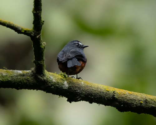Slaty-backed Chat-Tyrant (Ochthoeca cinnamomeiventris), photo 3