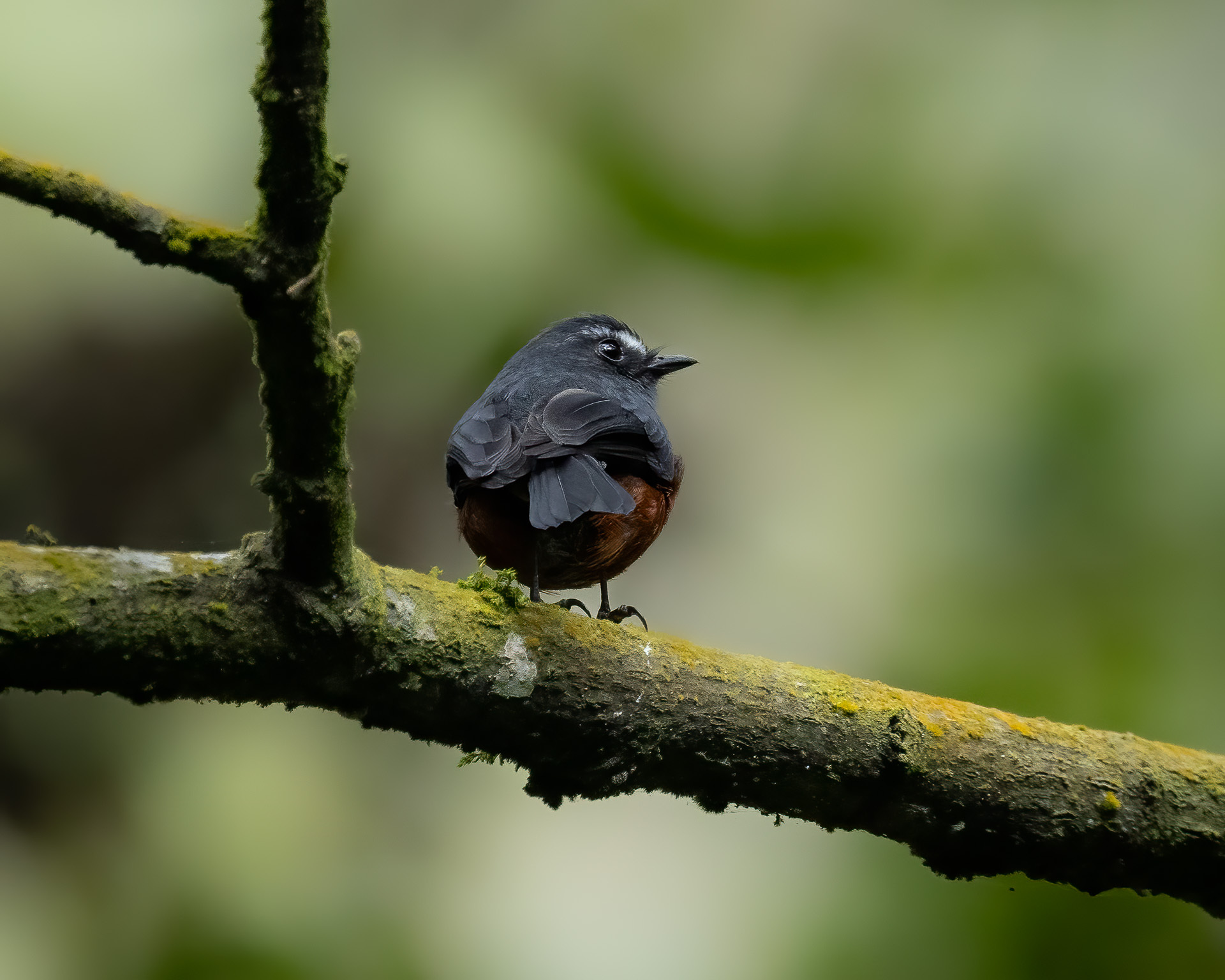 Slaty-backed Chat-Tyrant (Ochthoeca cinnamomeiventris), photo 3