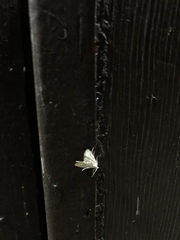 Elophila icciusalis