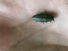 Buprestis striata