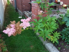 Filipendula ulmaria