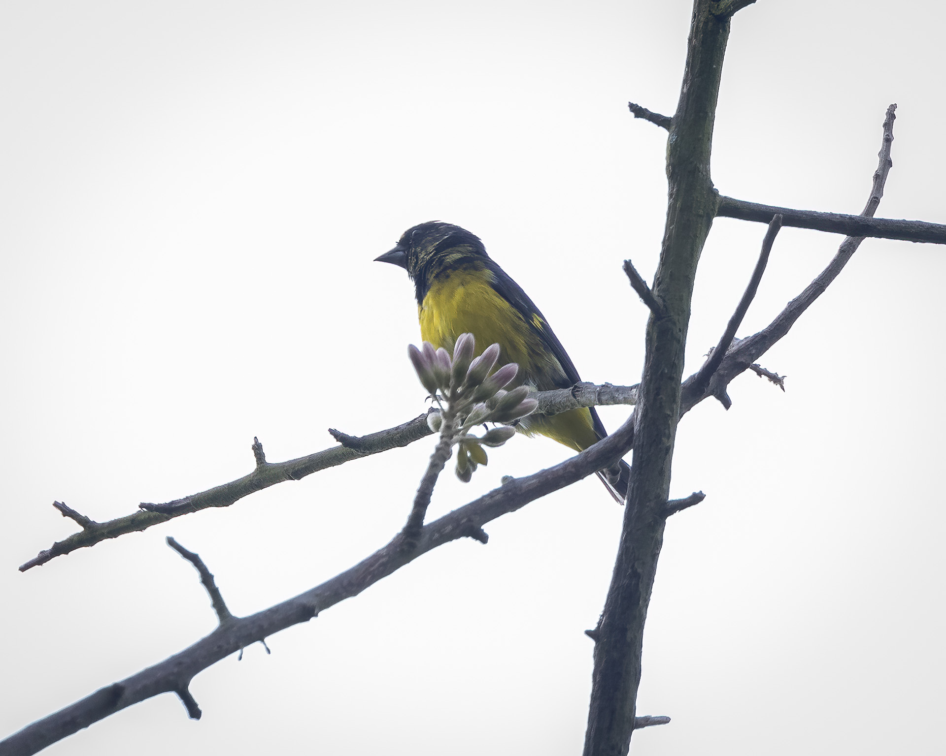 Yellow-bellied Siskin (Spinus xanthogastrus), photo 5