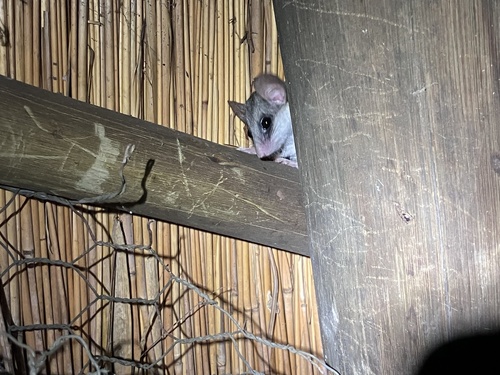 Common African Dormouse