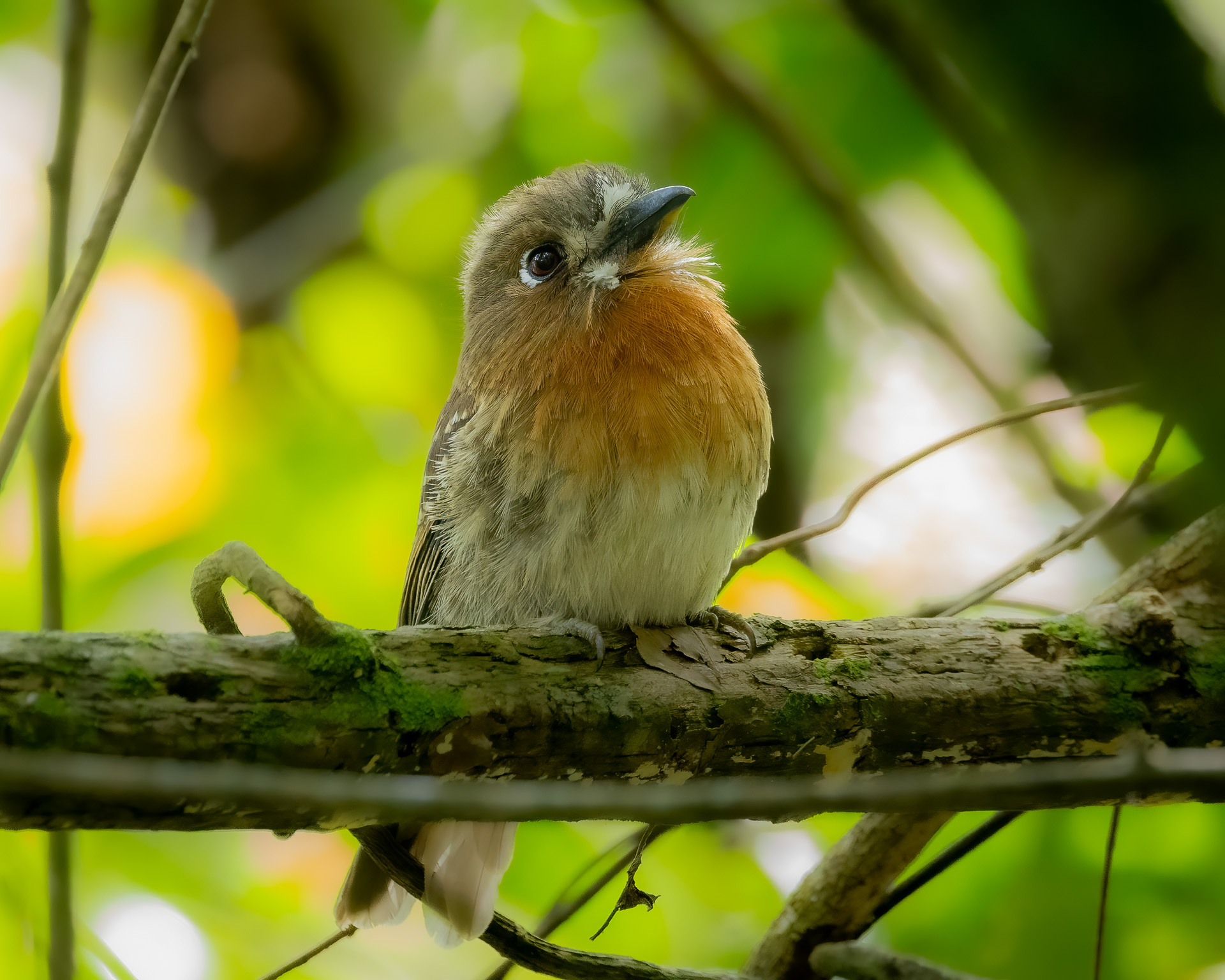 Moustached Puffbird (Malacoptila mystacalis), photo 5