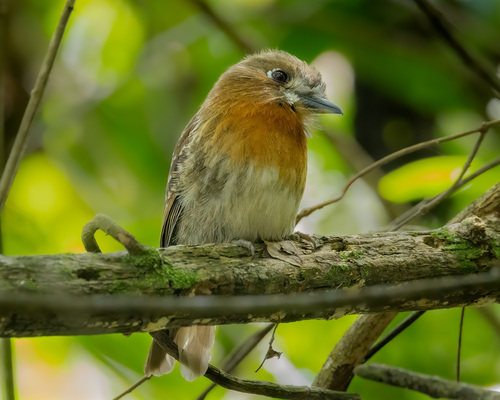 Moustached Puffbird (Malacoptila mystacalis), photo 6