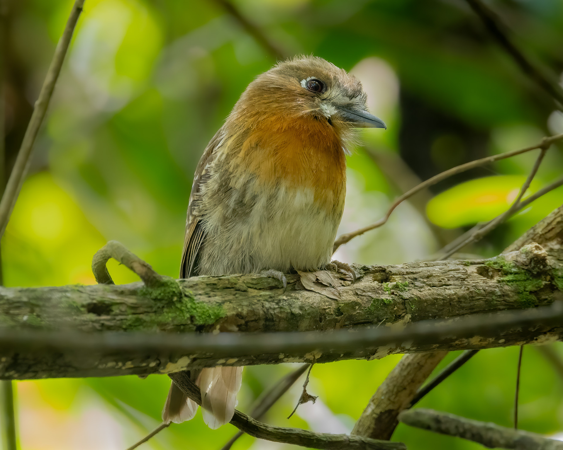 Moustached Puffbird (Malacoptila mystacalis), photo 6