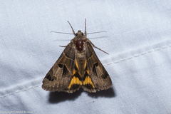 Drasteria edwardsii