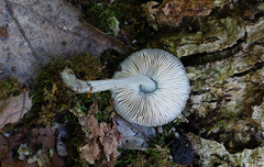 Pluteus thomsonii