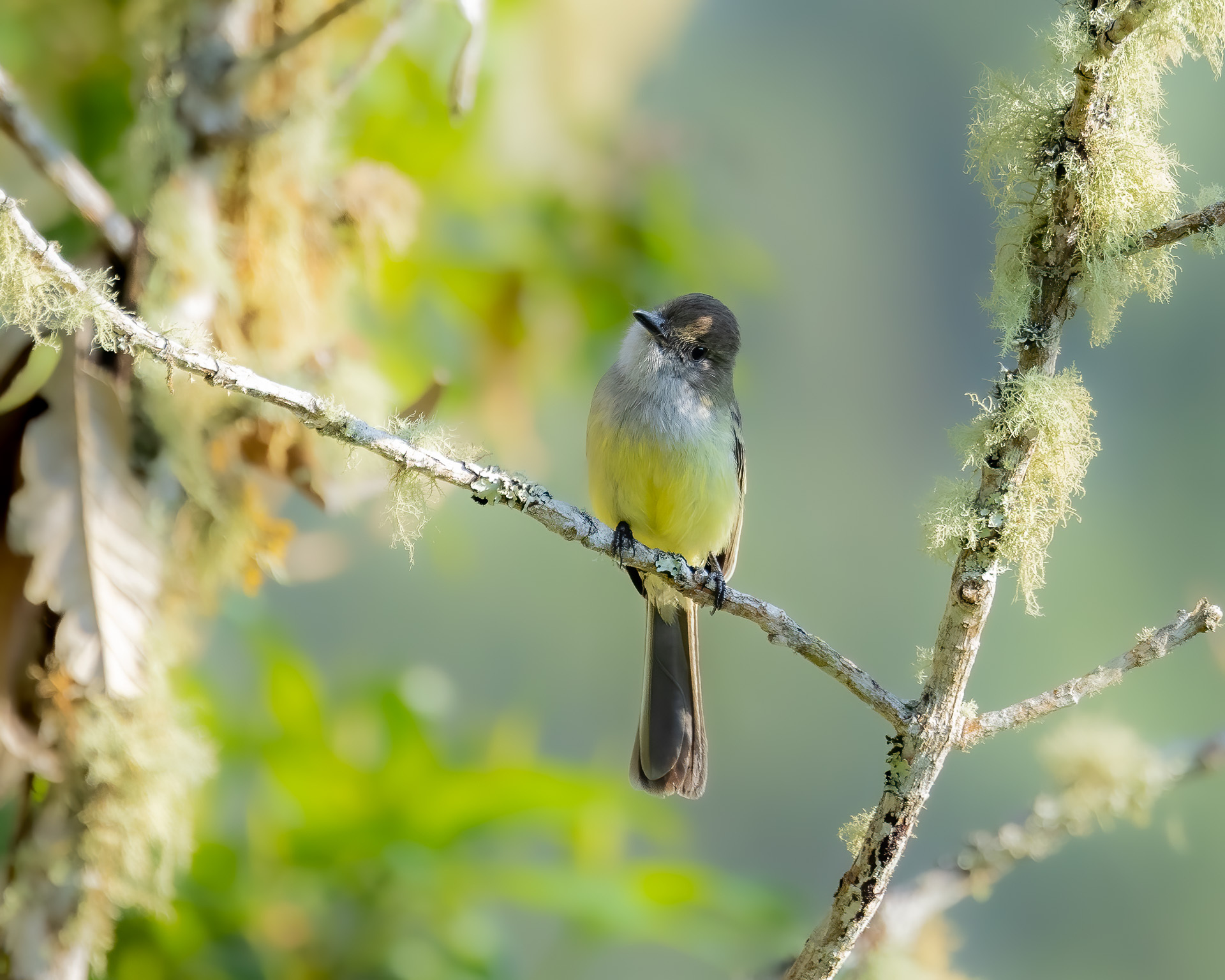 Pale-edged Flycatcher (Myiarchus cephalotes), photo 2