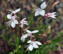 Oenothera podocarpa